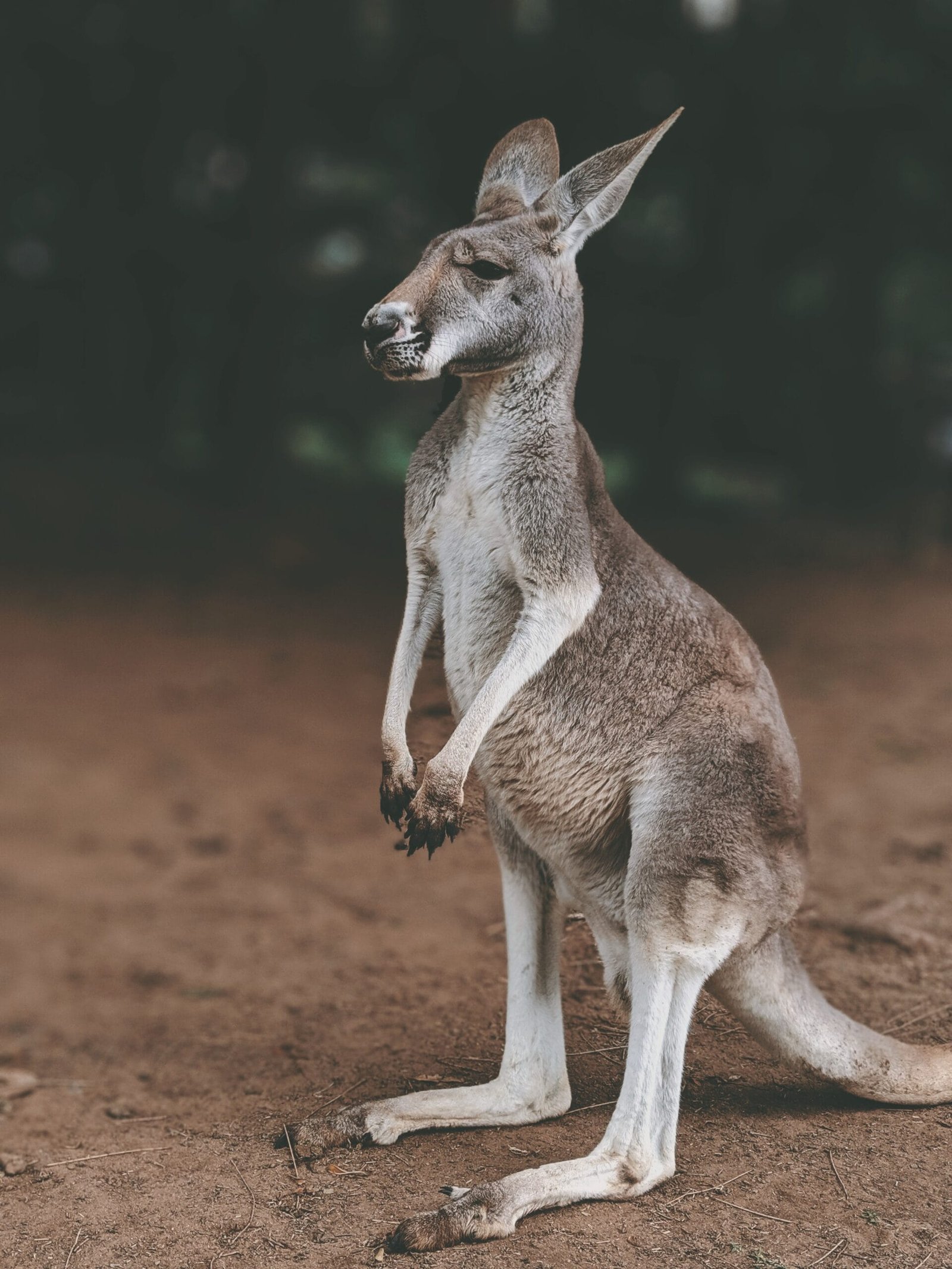 gray kangaroo 2573494 scaled
